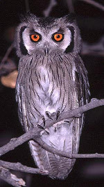 Wise Owl
